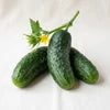 Cucumber