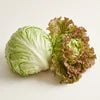 Leaf lettuce