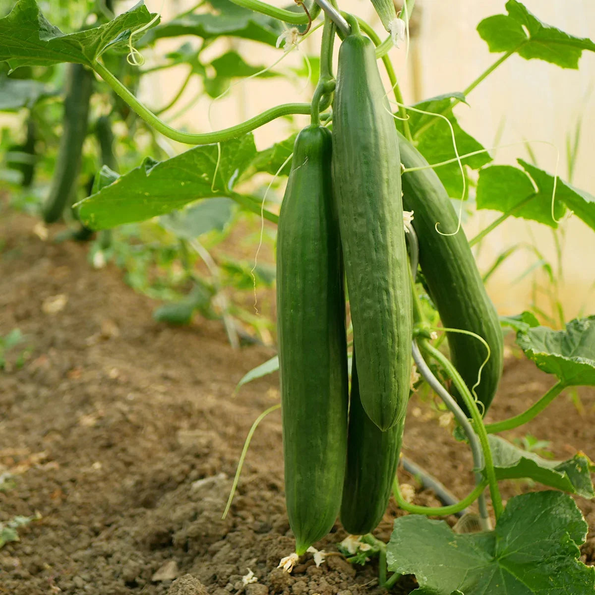 Heirloom seed vault kit — product image 9
